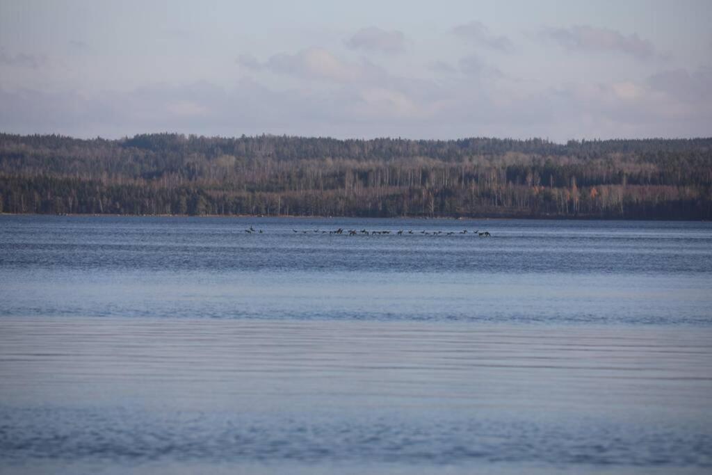 Sjoenaera Stuga Med Bat Och Bastu Ramkvilla エクステリア 写真